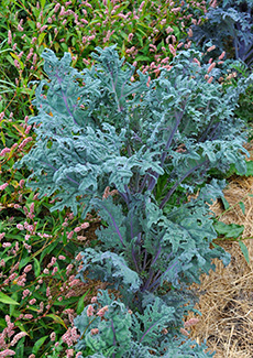 Purple peacock broccoli at Salt Spring Seeds, one of many heritage varieties that help preserve plant diversity. The Seeds of Sustainability.