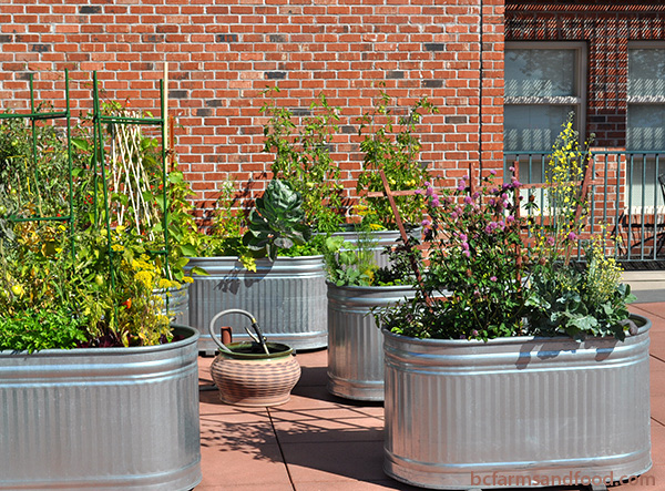 A rooftop garden with large metal containers planted with vegetables and herbs. City Food Gardens