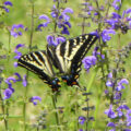 A Tiger Swallowtail Butterfly. Butterflies and bees are pollinators. Plants that attract beneficial insects.