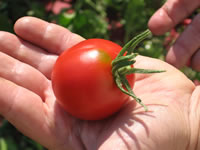 tomato seed saving