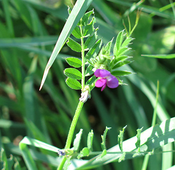 Vetch is a weed that can indicate soil conditions.