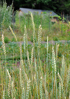 White Australian Wheat at Salt Spring Seeds, one of many heritage varieties that help preserve plant diversity. The Seeds of Sustainability.